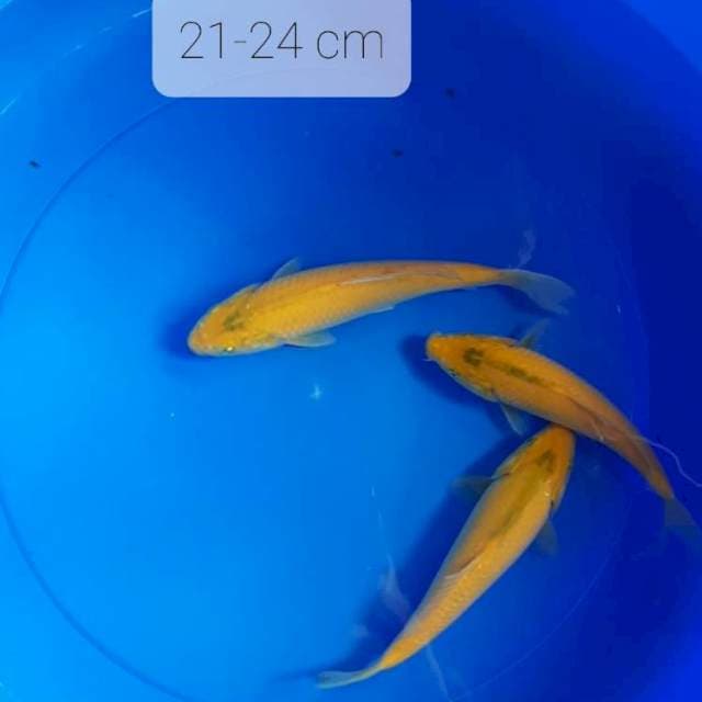 Paket 3 ekor karasi lemon