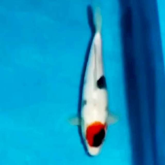 06# tancho showa 30cm