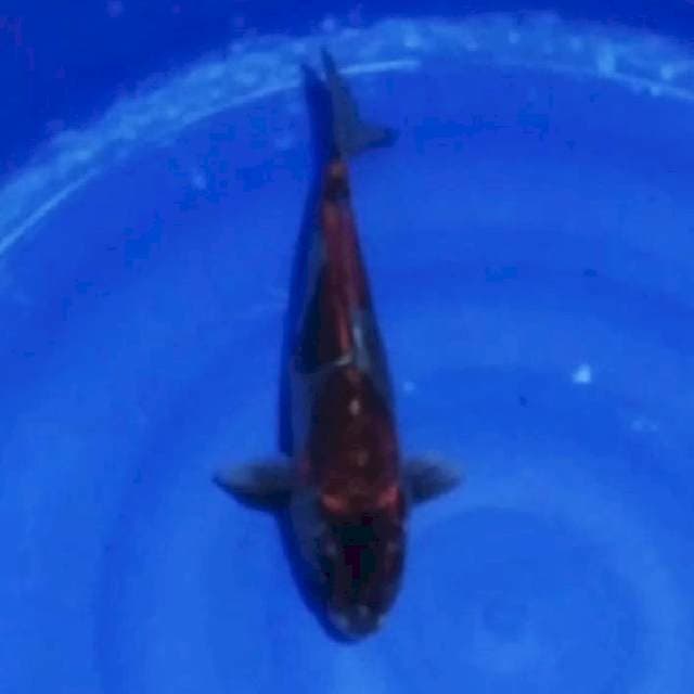 06# kikokuryu 33cm