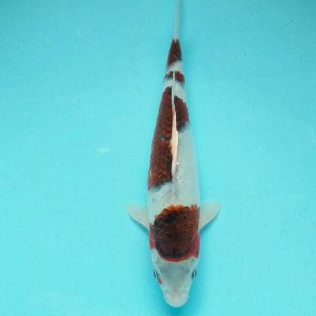 Bodo goromo