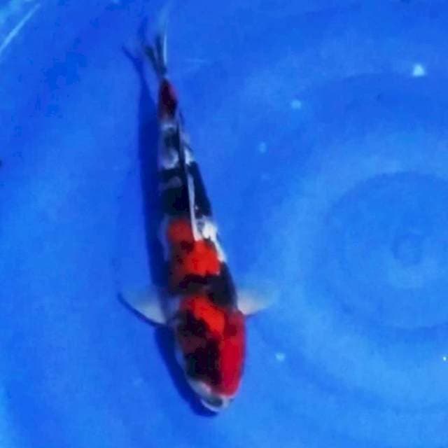 06# showa 30cm