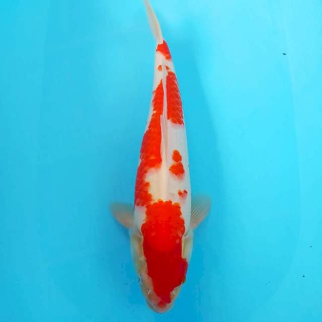 ⭐⭐⭐⭐ 41cm Kohaku Red Strong