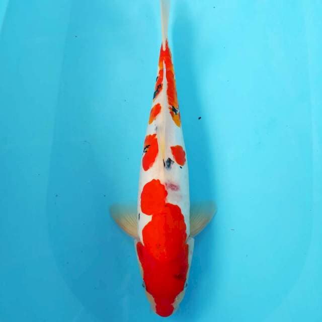 ⭐⭐⭐⭐ Sanke Doitsu 43cm