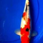 SANKE GINDRIN 29 CM