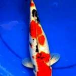 SANKE GINDRIN 29 CM