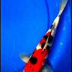 SANKE GINDRIN 25 CM