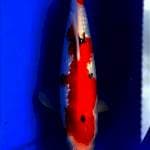 SANKE GINDRIN 29 CM