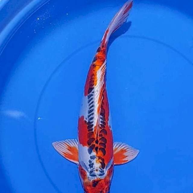 Beni Kiko 45cc Male