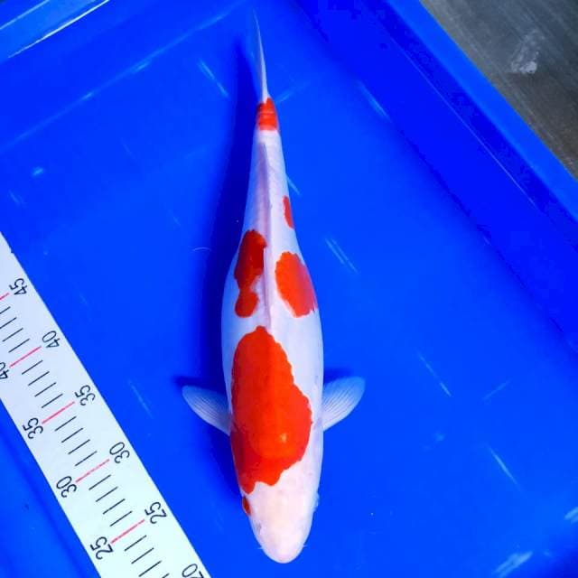 Kohaku Doitsu 40cm