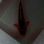 Asahi 25cm