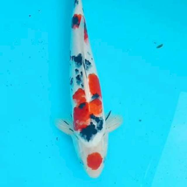 Sangke maruten 38cm