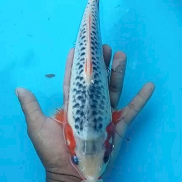 Asahi 27cm