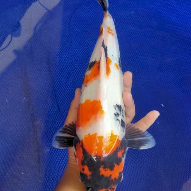 SESI PERMADI - KINDAY SHOWA BULKY 37CM