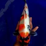 SESI PERMADI - KINDAY SHOWA BULKY 37CM