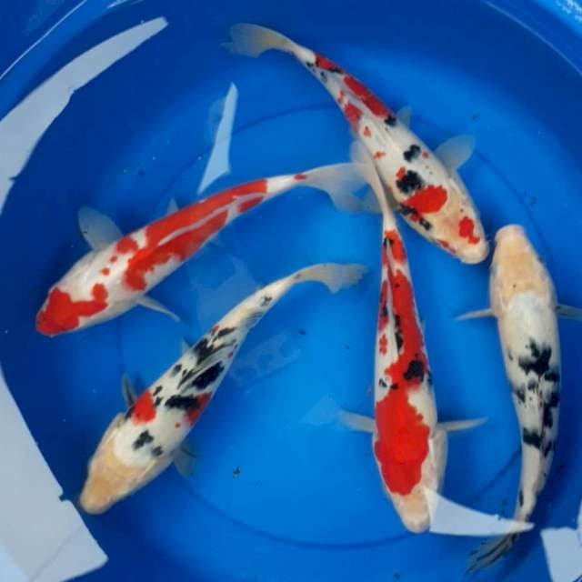 Mix 25-27 cm 5 ekor