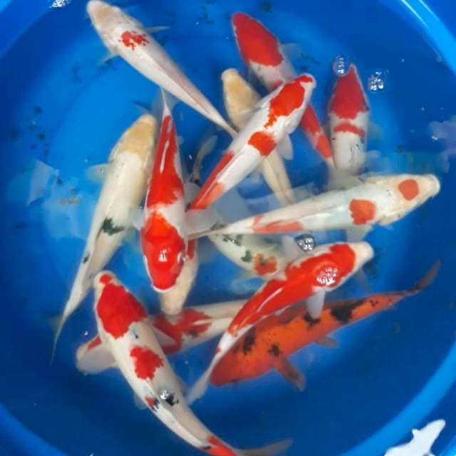 Mix 14 ekor 20-25 cm