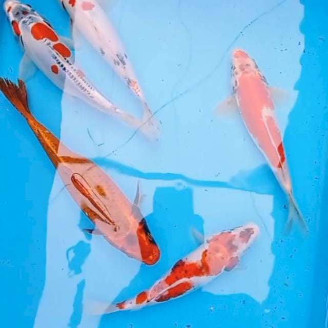 Mix, Goromo,sanke, kujaku doit, antikan