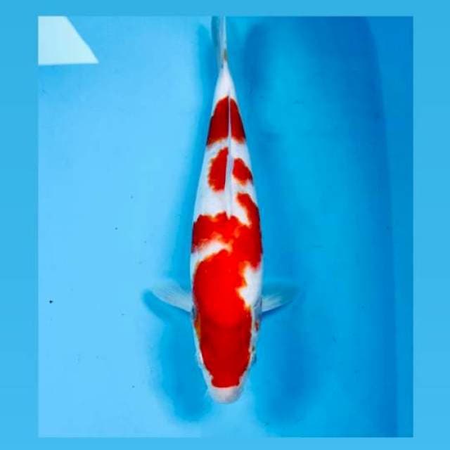 Kohaku, 30 cm