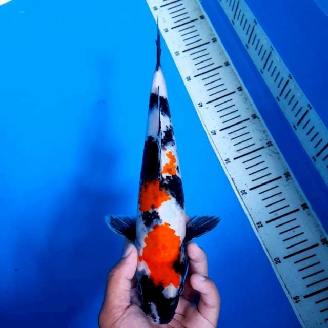 Kindai Showa 32cm