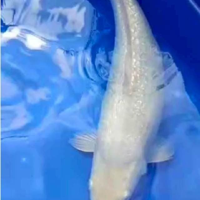 06# jumbo sora ginrin 42cm