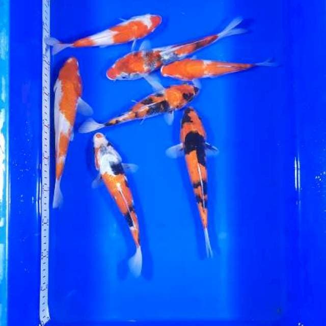 Mix kohaku showa 20-25cm