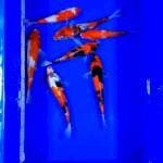 Mix kohaku showa 20-25cm