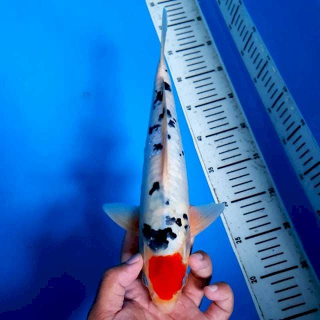 Tanco Sanke Doitsu 30 cm