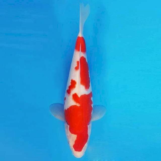 AKIRA 5 - KOHAKU ®