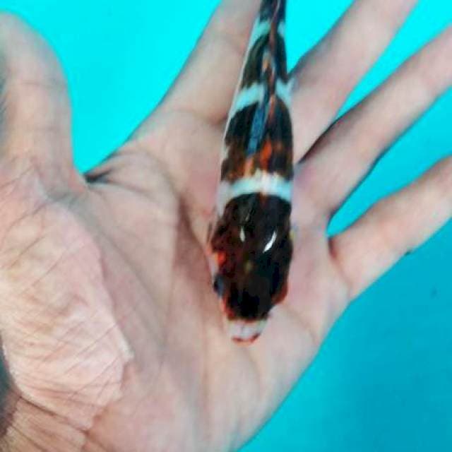goromo 16 cm