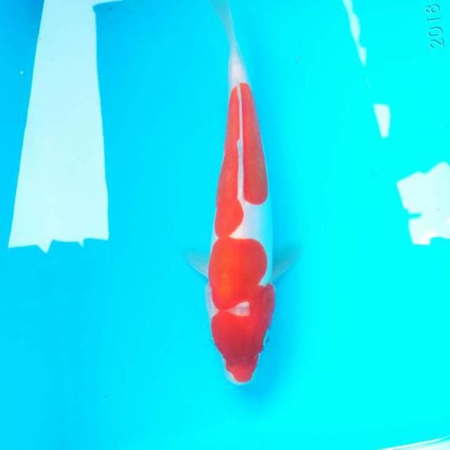 DOITSU KOHAKU F1