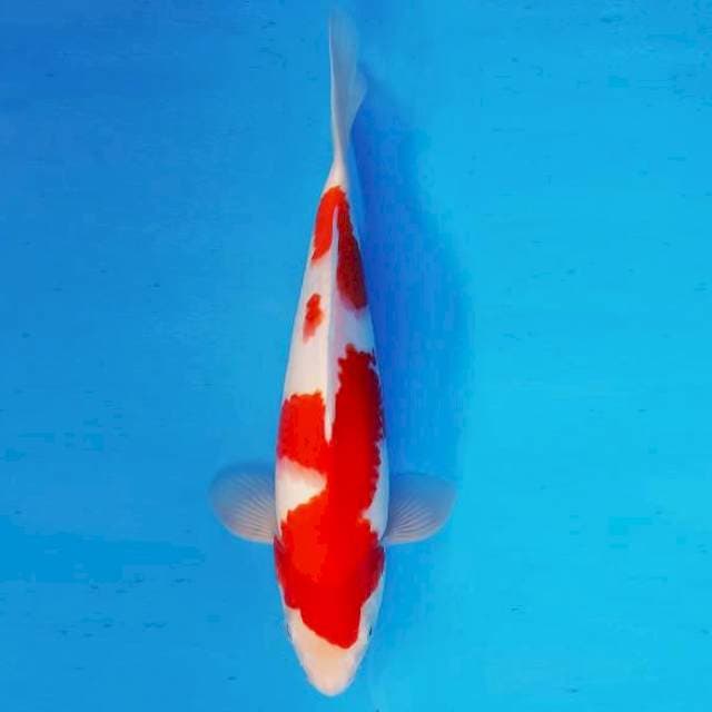 AKIRA 7 - KOHAKU ®