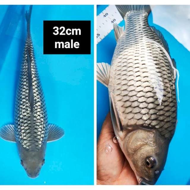 Soragoi ginrin punuk 32cm male