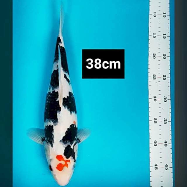 Showa shiro strong 38cm