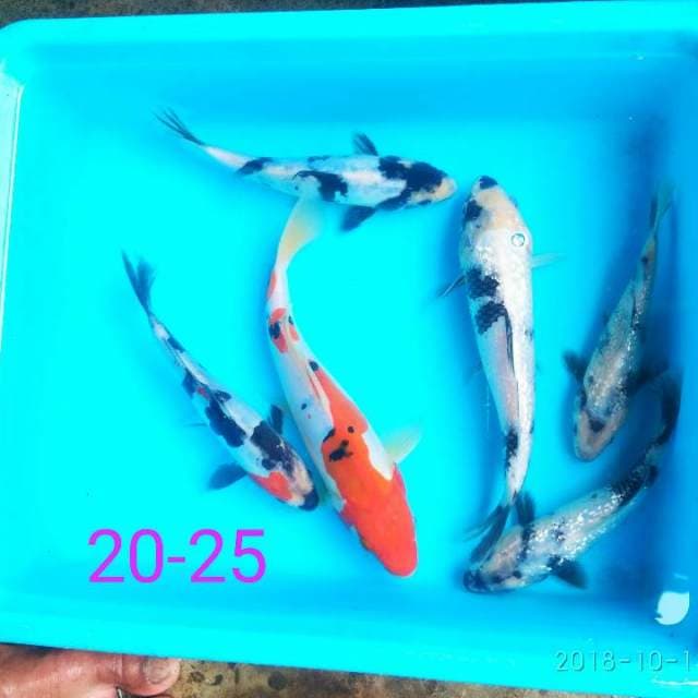 5 bonus 1 paket showa shiro