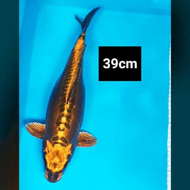 Doitsu kawari bulky 39cm