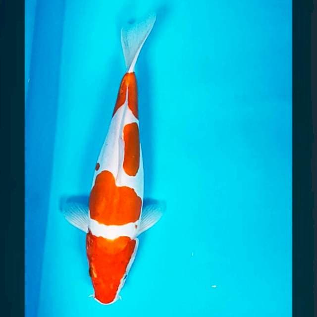 Kikushui 32cm