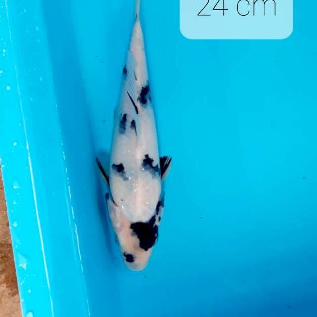 Shiro 24 cm