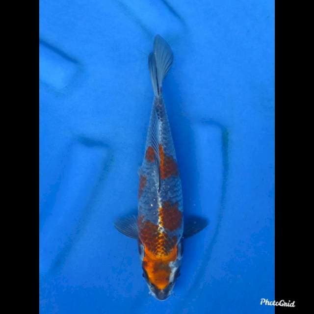 29cm , Kogane Ochiba