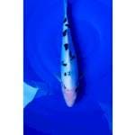 Doitsu Bekko 29 cm (F)