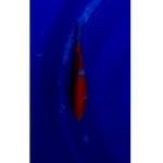 Kohaku 2Step Merah Strong 25cm (F)
