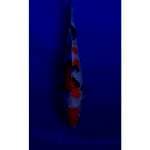 Maruten Sanke Original 28cm (F)