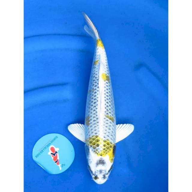 Jumbo Antik - 39cm