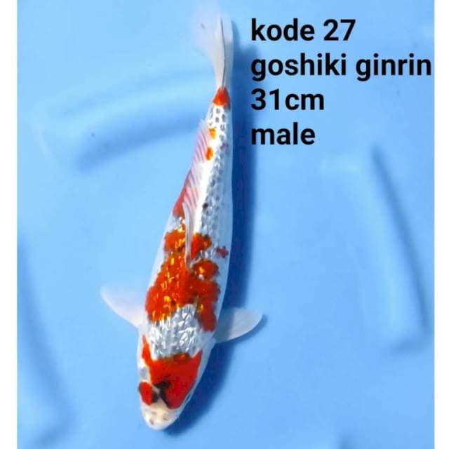 GOSHIKI GINRIN