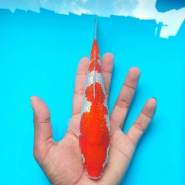 SQ  - KOHAKU GINRIN