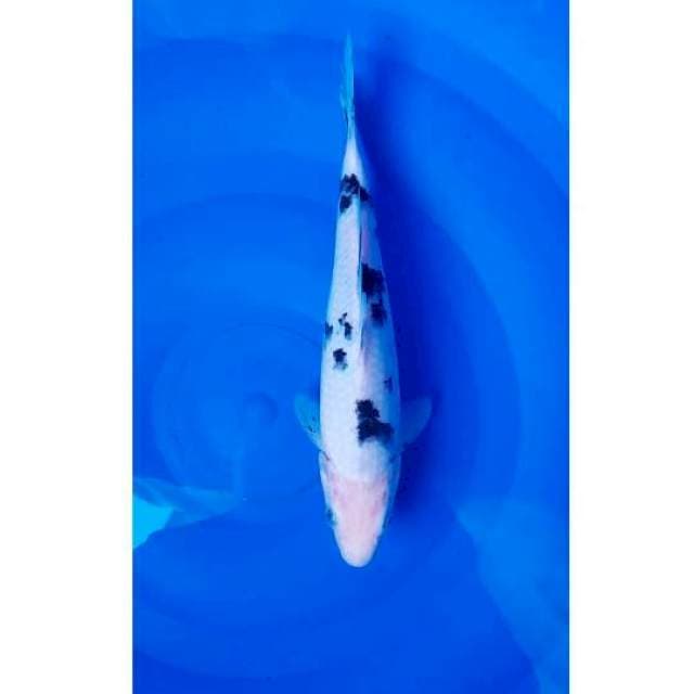 Bekko 27cm F