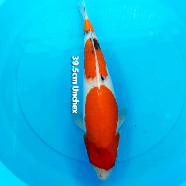 39.5cm Shanke ⭐