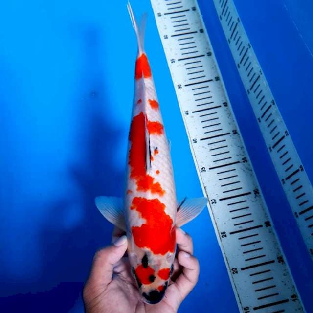 Kindai Showa Tategoi 35cm