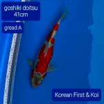 Goshiki doit gread A. 41cm
