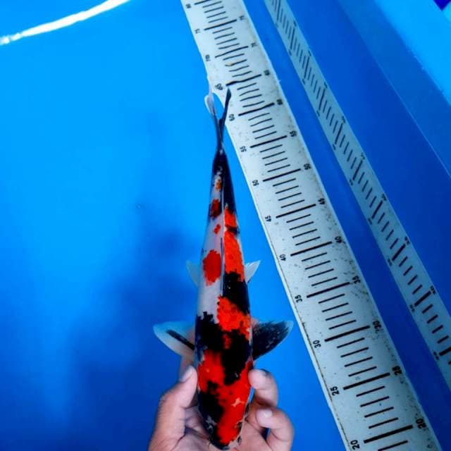 Showa Shansoku 31cm