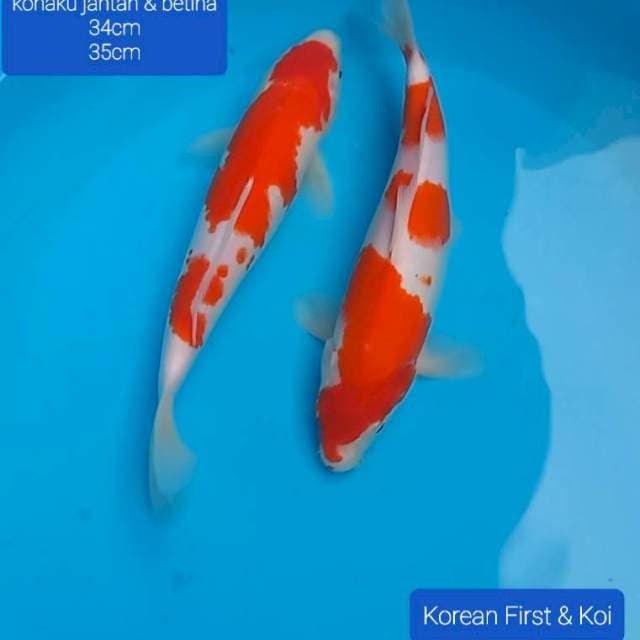 2 ekor kohaku